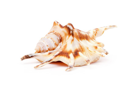 Shell isolated on white
