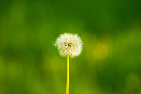 Dandelion seeds in the morning sunlight blowing away across a fresh green background