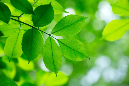 green leaves with sun
