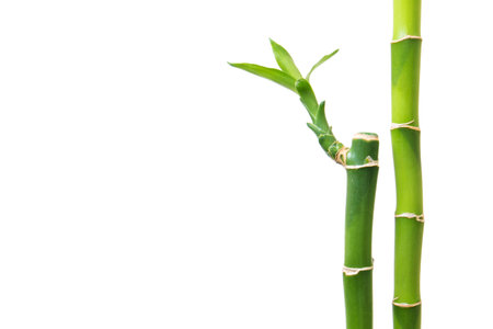Fresh bamboo isolated on white backgroundの写真素材