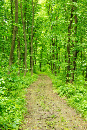 Spring forest backgroundの写真素材