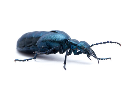 Beetle violet black on white backgroundの写真素材