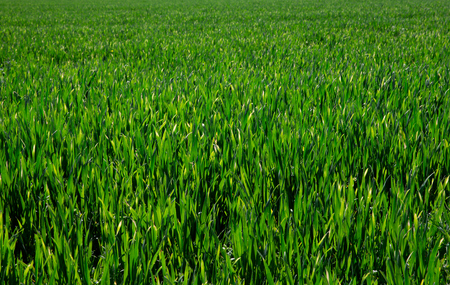 Background of a green grassの写真素材