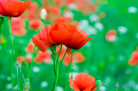 poppy flowers in the fieldの写真素材
