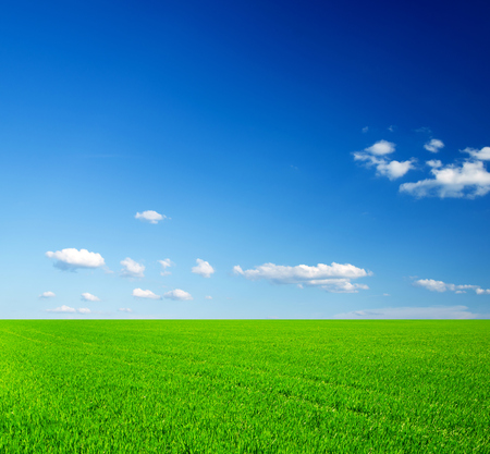 field of grass and perfect skyの写真素材