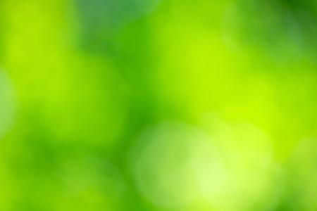 Sunny abstract green nature background, selective focusの写真素材