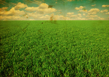 field of grass and perfect blue skyの写真素材