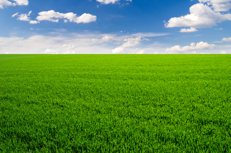 Image of green grass field and bright blue skyの写真素材