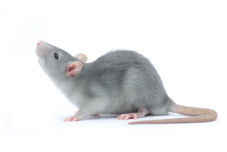 rat isolated on the white backgroundの写真素材