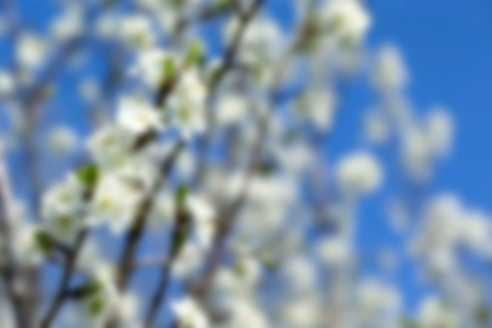 White tree flowers in springの写真素材