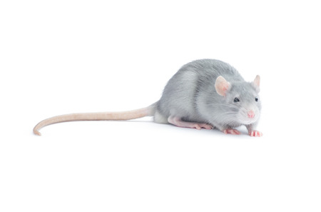 rat isolated on the white backgroundの写真素材