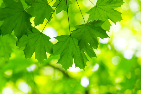 green leaves with sunの写真素材