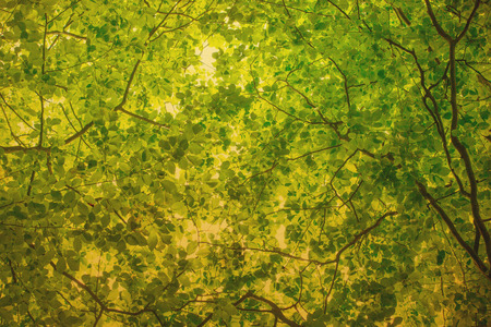 Subtropical forest in Nepalの写真素材