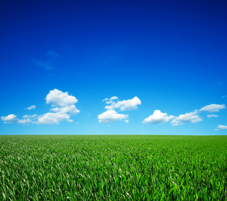 field of grass and perfect blue skyの写真素材