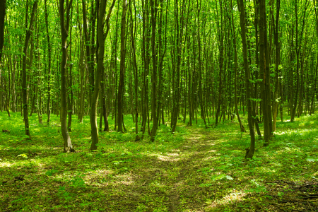 forest trees.の写真素材