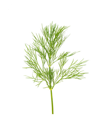 Green dill isolated on white background. Studio macroの写真素材