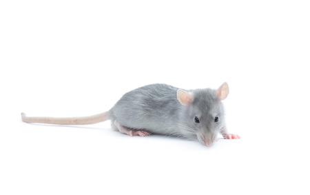 rat isolated on the white の写真素材