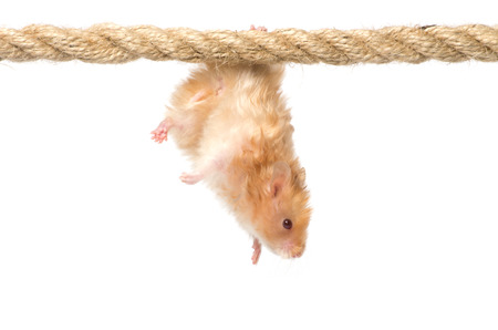 hamster isolated on a white backgroundの写真素材