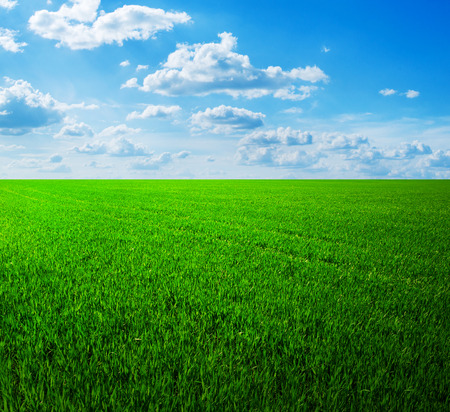 field of spring grass and beautiful skyの写真素材