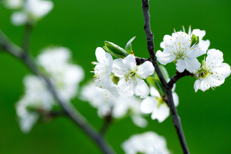 Fruit tree blossom close-upの写真素材