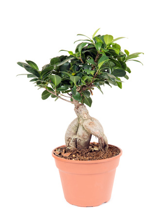plant isolated on whiteの写真素材