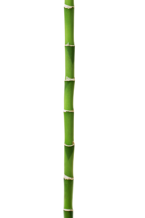 Bamboo isolated on whiteの写真素材