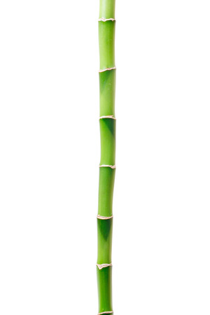 bamboo isolated on white backgroundの写真素材