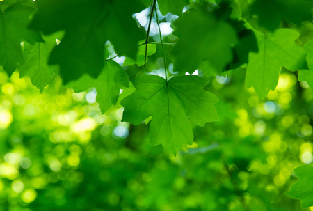 fresh and green leaves