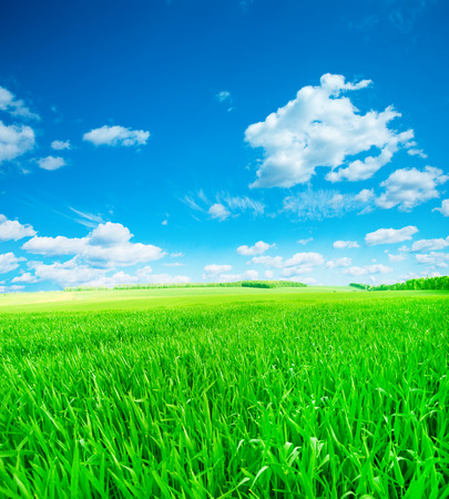field of spring grassの写真素材