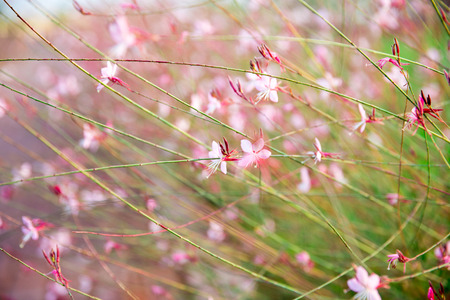 flowers in springの写真素材