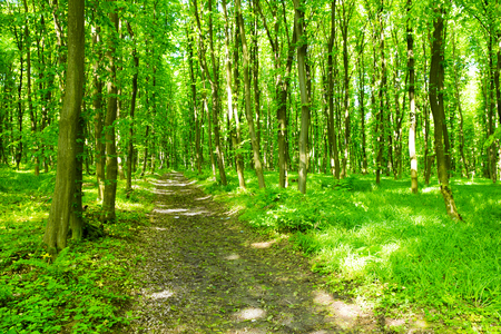 beautiful green forestの写真素材