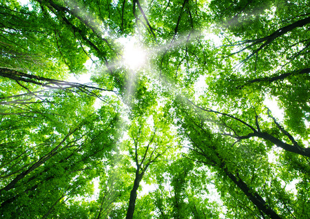 Green forest background Green forest background