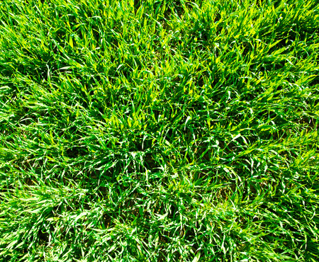 Green grass texture from a fieldの写真素材