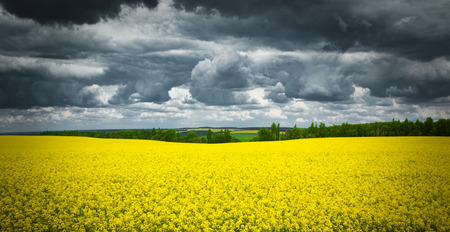Summer Landscape with Wheat Field and Clouds