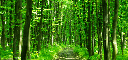 beautiful green forest
