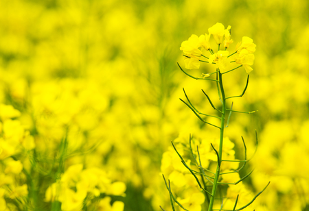 flowers of oil in rapeseed fieldの写真素材