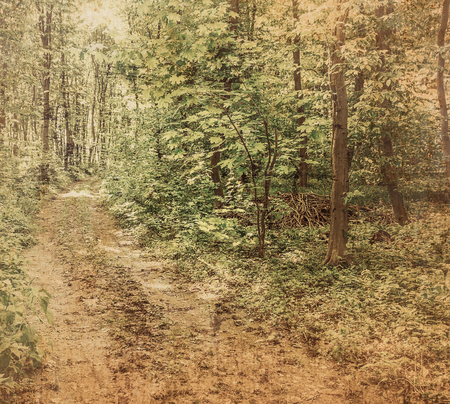 vintage forest backgroundの写真素材