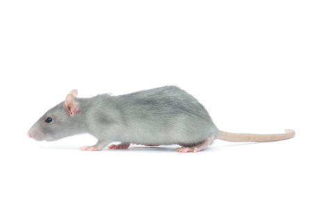 rat isolated on the white backgroundの写真素材