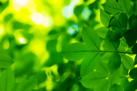 fresh and green leavesの写真素材