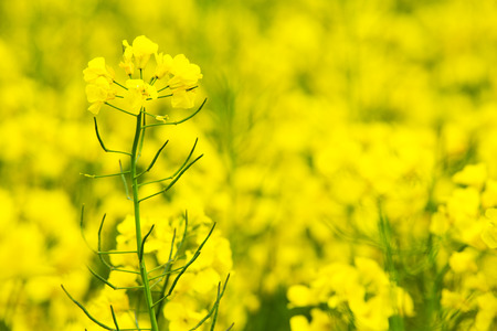 flowers of oil in rapeseed fieldの写真素材