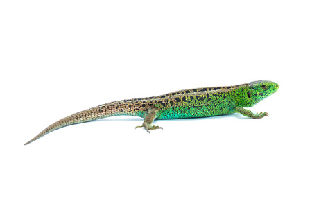 Lizard on white backgroundの写真素材