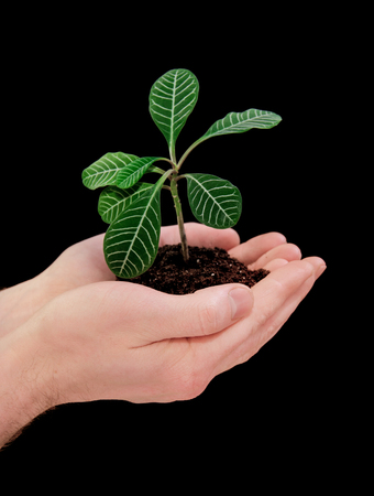 hands holding plant on blackの写真素材
