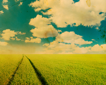 field of grass and perfect skyの写真素材