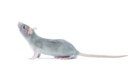 rat isolated on the white backgroundの写真素材