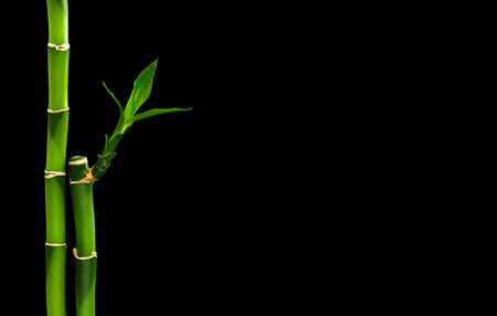 green bamboo isolated on a black backgroundの写真素材