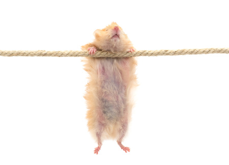 hamster isolated on a white backgroundの写真素材