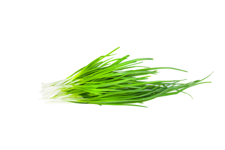 Green Onion on white backgroundの写真素材