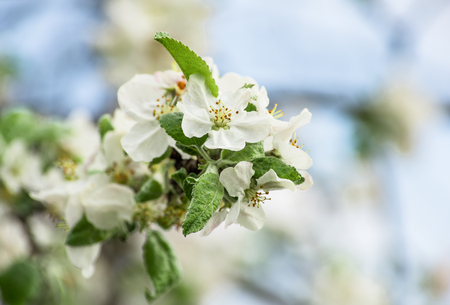 flowers in springの写真素材