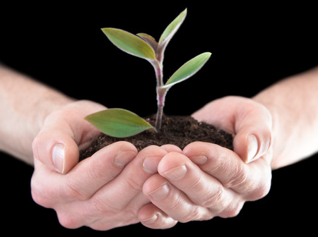 hands holding young plant. Ecology conceptの写真素材