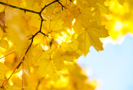 leaves in autumn forest